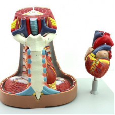 Mediastinum